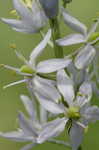 Atlantic camas